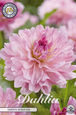 Dahlia Deco. Garden Sensation x1 l .