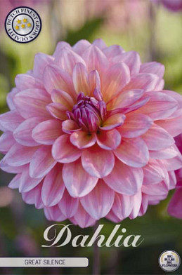 Dahlia Deco. Great Silence x1 l .