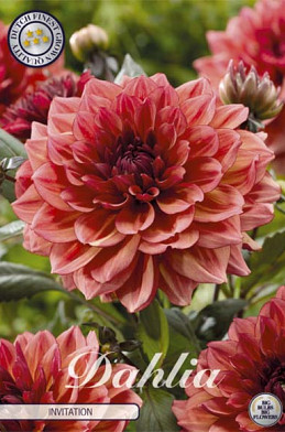Dahlia Deco. Invitation x1 l .