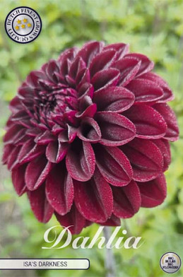 Dahlia Deco. Isa's Darkness x1 l .