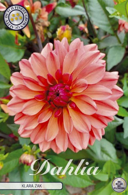 Dahlia Deco. Klara Zak x1 l .