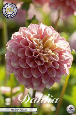 Dahlia Deco. Milena Fleur x1 l .