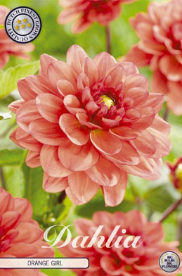 Dahlia Deco. Orange Girl x1 l .
