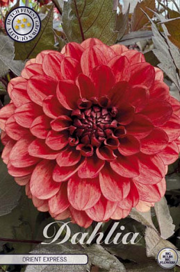 Dahlia Deco. Orient Express x1 l .
