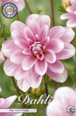 Dahlia Deco. Pink Perception x1 l .
