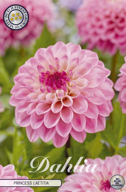 Dahlia Deco. Princess Laetitia .