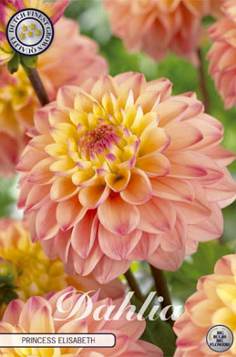 Dahlia Deco. Princesse Elisabeth x1 l .