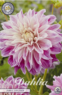 Dahlia Deco. Purple Explosion x1 l .