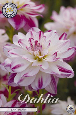 Dahlia Deco. Saint Martin x1 l .