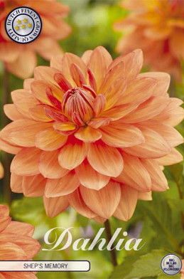 Dahlia Deco. Shep's Memory x1 l .