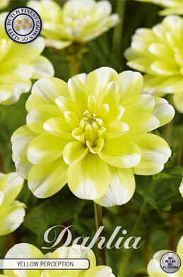 Dahlia Deco. Yellow Perception x1 l .