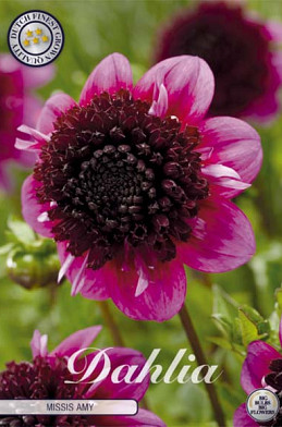 Dahlia Single flowering Missis Amy x1 l .