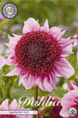 Dahlia Single flowering Raspberry Puff x1 l .