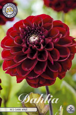 Dahlia Single Flowering Red Dark Wave x1 l .
