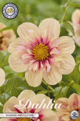 Dahlia Single Flowering Rhubarb and Custard x1 l .