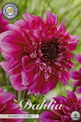 Dahlia Single Flowering Richards Fortune x1 l .