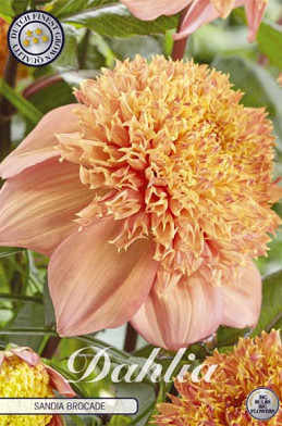 Dahlia Single Flowering Sandia Brocade x1 l .