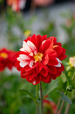 Olga's Light 2E GROOTTE