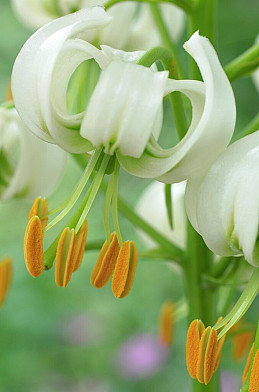 10340 martagon alba . 3810