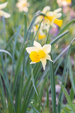 Pseudonarcissus 6/7