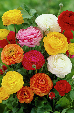 10489 ranunculus 3183
