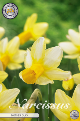 Narcis Cyclamineus Mother Duck x6 12/+