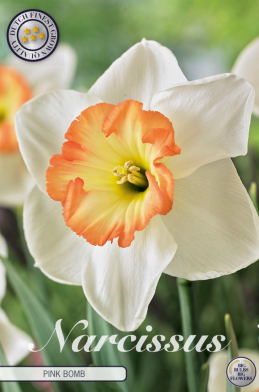 Narcis Trumpet Pink Bomb x5 14/16