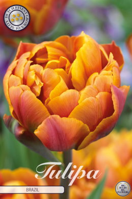 Tulp Double Late Brazil x7 12/+