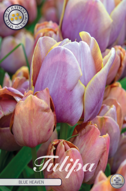 Tulp Multiflora Blue Heaven x7 12/+