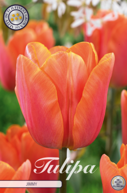 Tulp Triumph Jimmy x10 12/+