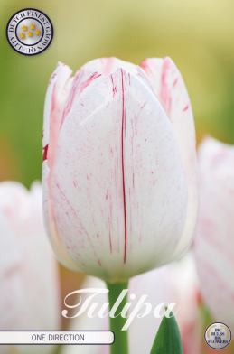 Tulp Triumph One Direction x7 12/+