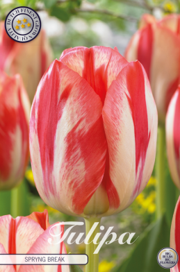 Tulp Triumph Spring Break x7 12/+