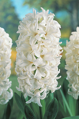 10888 white pearl 14 15 3706