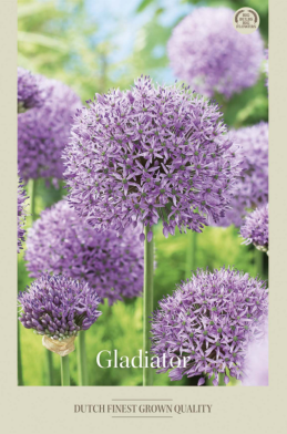 Allium Gladiator x2 20/22