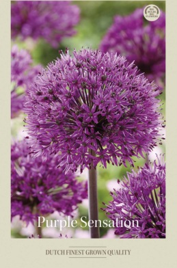 Allium Purple Sensation x5 12/14