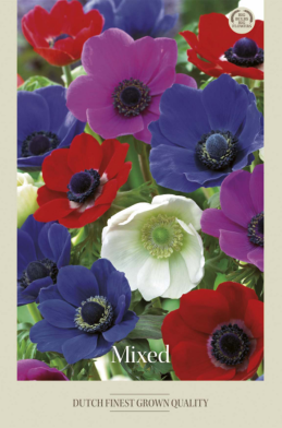 Anemone de Caen Mixed x20 5/6