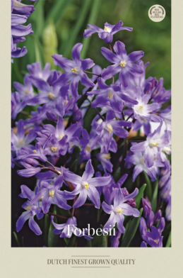 Chionodoxa Forbessi x 20 5/6