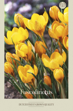 Crocus Botanical Fuscotinctus x20 5/7