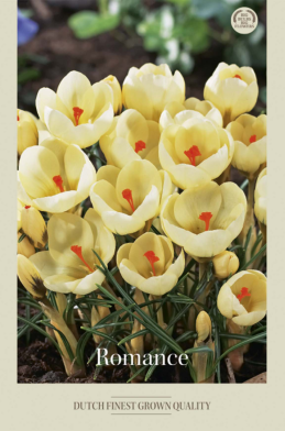 Crocus Botanical Romance x20 5/7