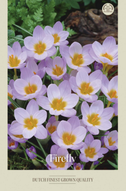 Crocus Botanical Sieberi Firefly x20 5/7
