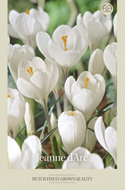 Crocus Vernus Jeanne d'Arc x10 8/9