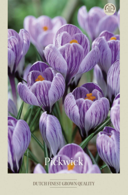 Crocus Vernus Pick Wick x10 8/9