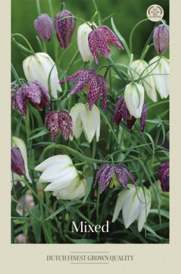 Fritillaria Meleagris Mixed x10 7/8
