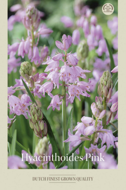 Hyacinthoides Hispanice Pink x10 8/9