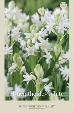 Hyacinthoides Hispanice White x10 8/9