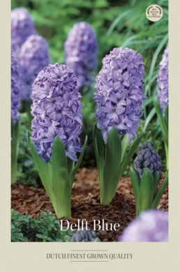 Hyacinthus Orientails Delft Blue x5 15/16