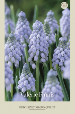 Muscari Valerie Finnis x15 8/9
