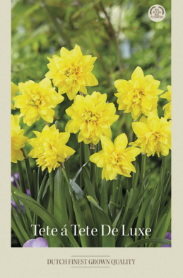Narcissus Cyclamineus Tete a Tete de Lux x7 12/+