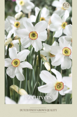 Narcissus Poeticus Recurvus x5 14/16