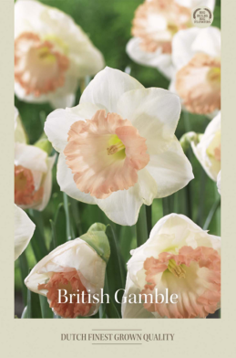 Narcissus Trumpet British Gamble x5 14/16